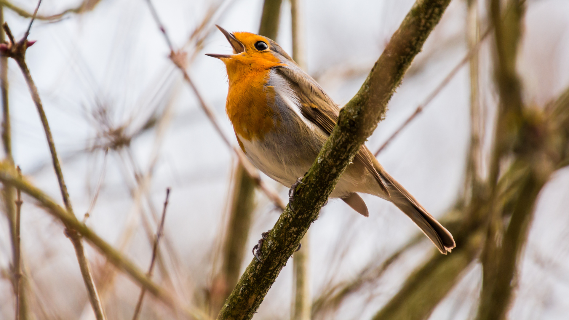 Was It Designed? – The Music of Songbirds